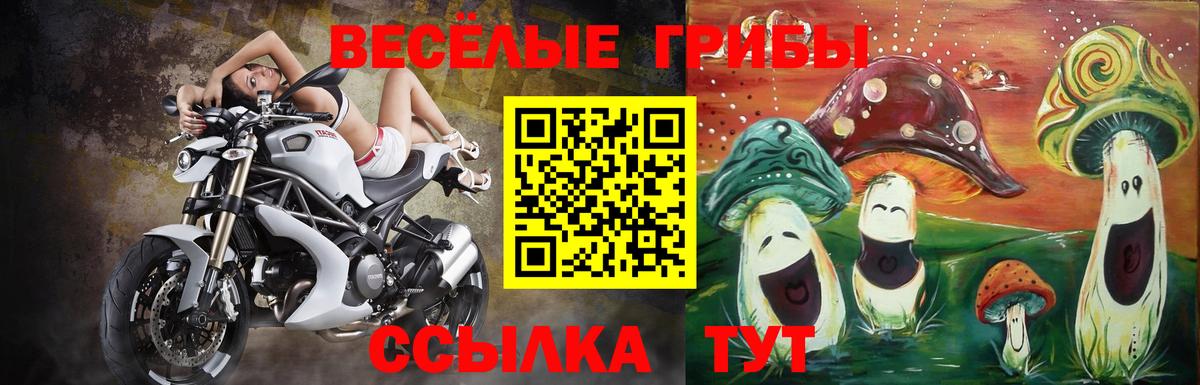 Галлюциногенные грибы Psilocybe Белорецк